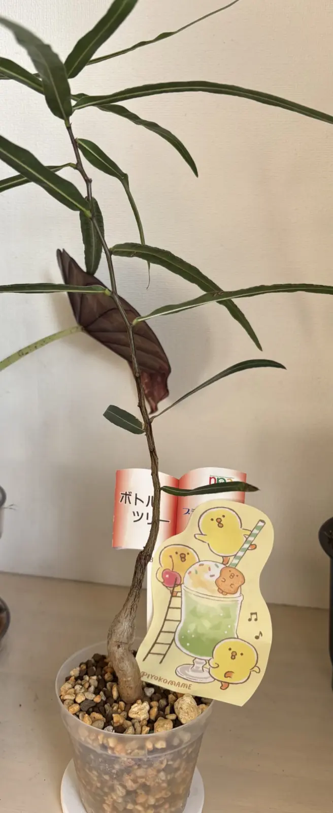 村民さんのブラキキトン