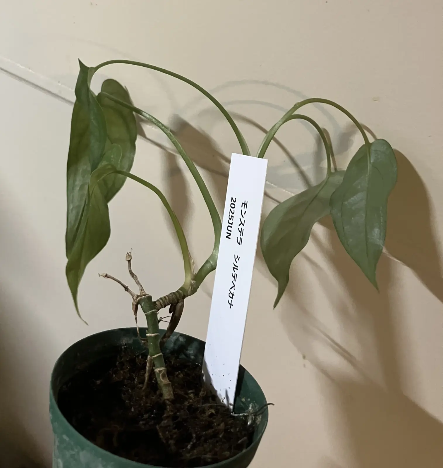 モンステラ　シルテペカナ　水切れ！