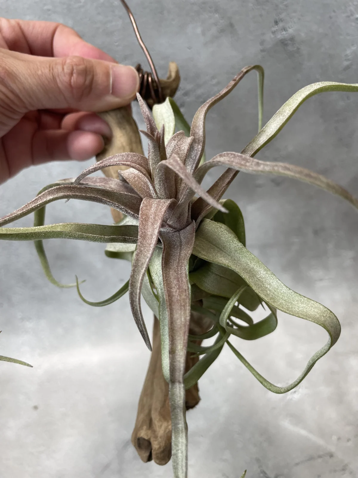 ティランジア ストレプトフィラ