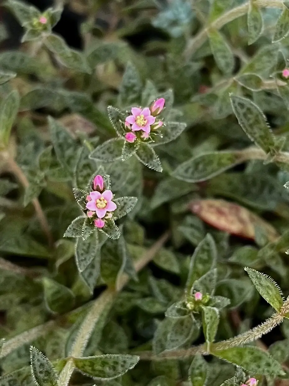 多肉植物　セダム　クーペリー　花　