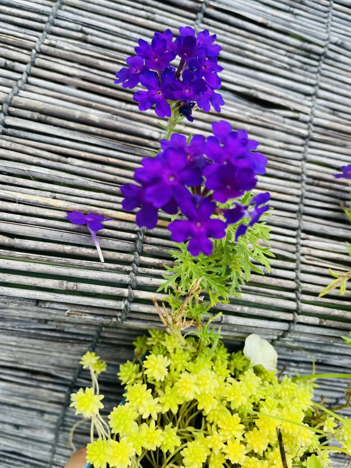 バーベナ　タピアン　花