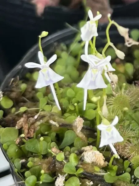 食虫植物　ウサギゴケ　ウトリクラリア　サンダーソニー　奇形　花