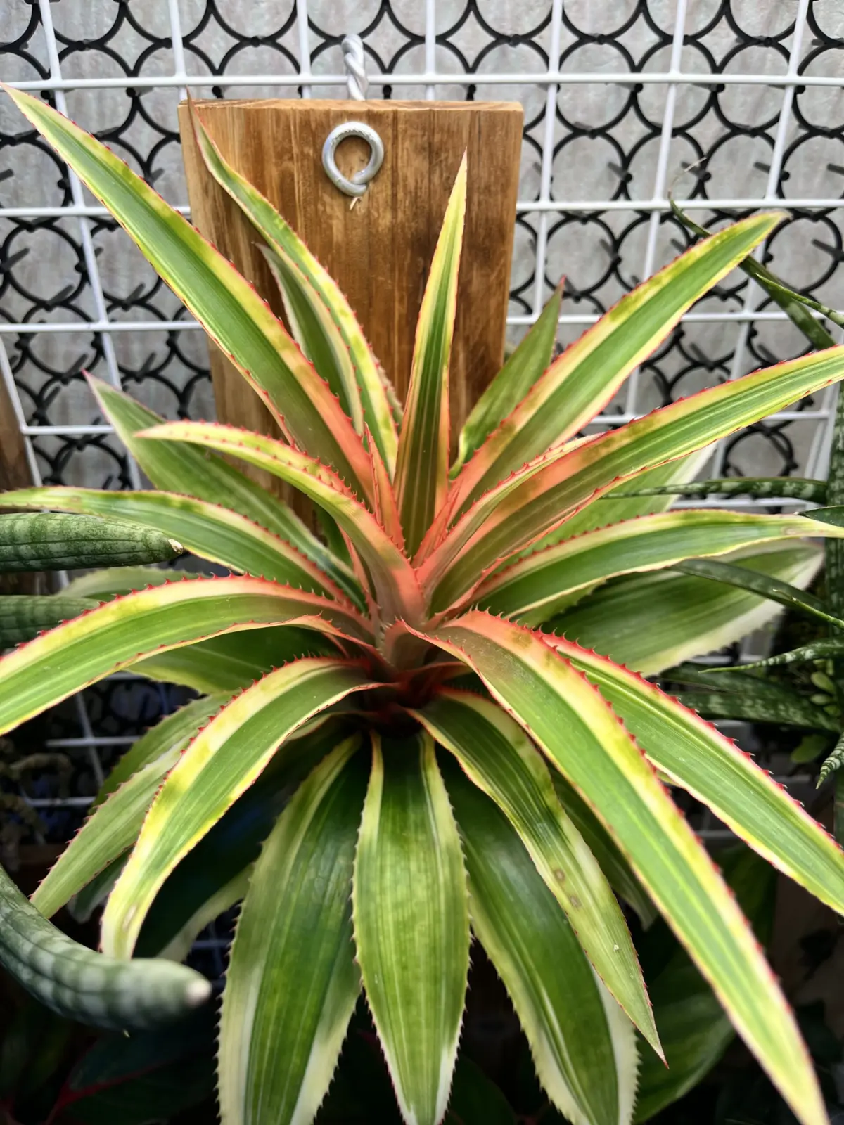 パイナップル 斑入り