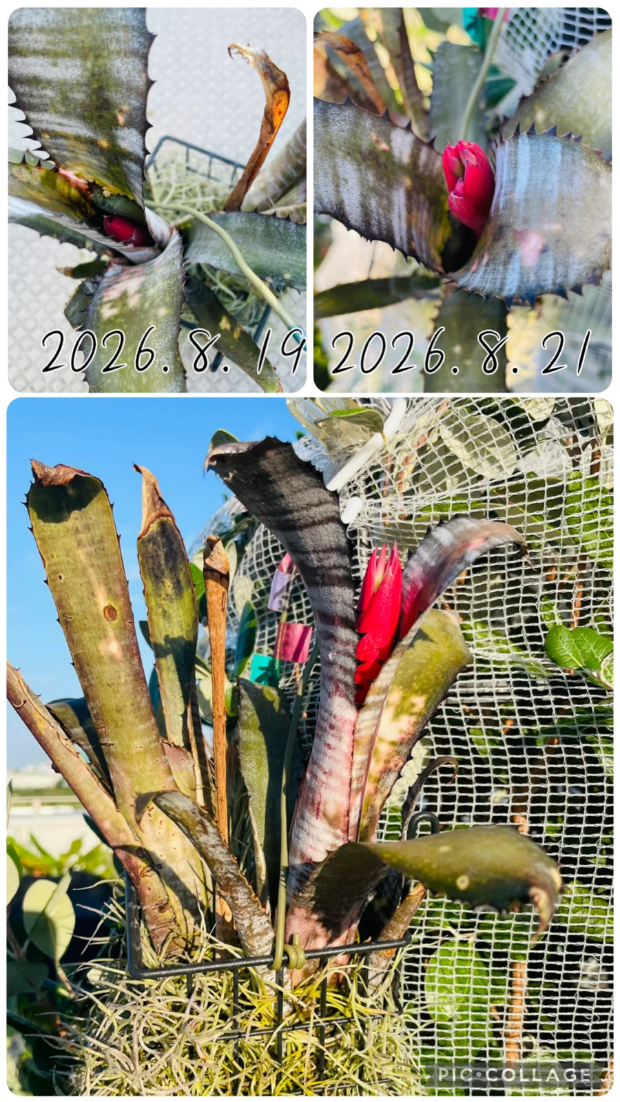 ビルベルギア　パイプライン　花芽
