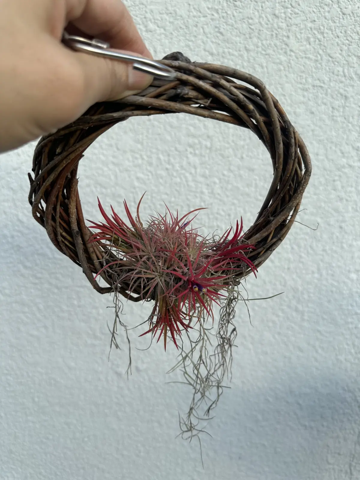 ティランジア　イオナンタ　フエゴ