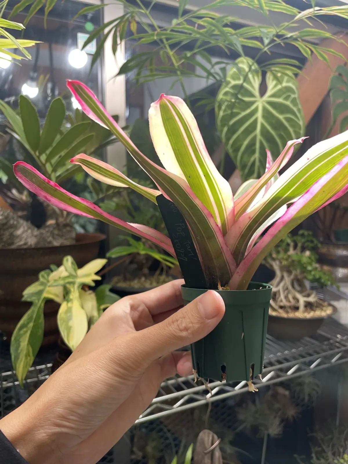 ネオレゲリア　ポップタルト