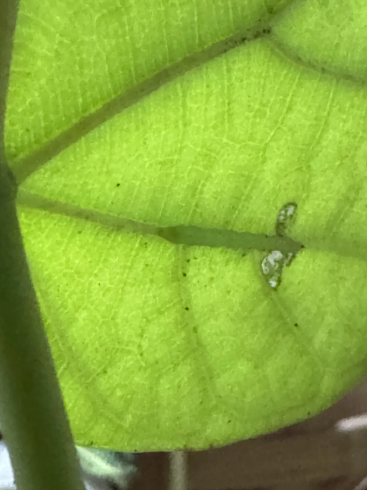 フィカス　ウンベラータ　虫　食害