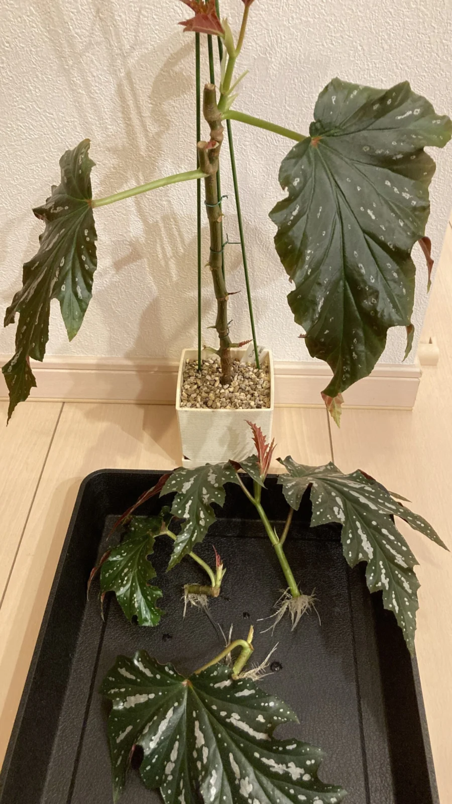 ベゴニア　木立性　アリスN