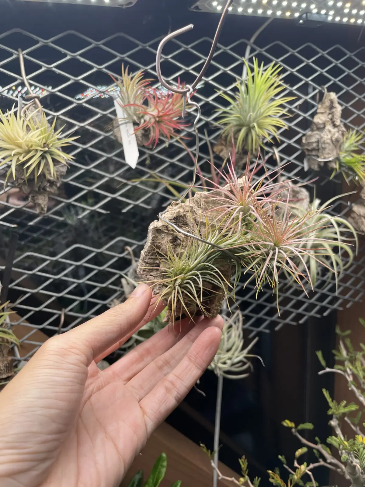 ティランジア　フンキアナ