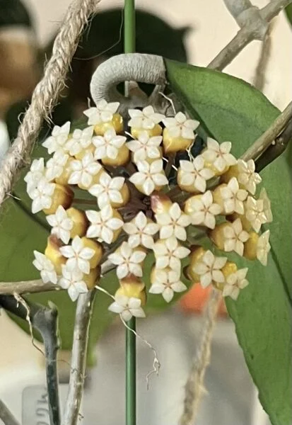 ホヤ　チキンファーム　花