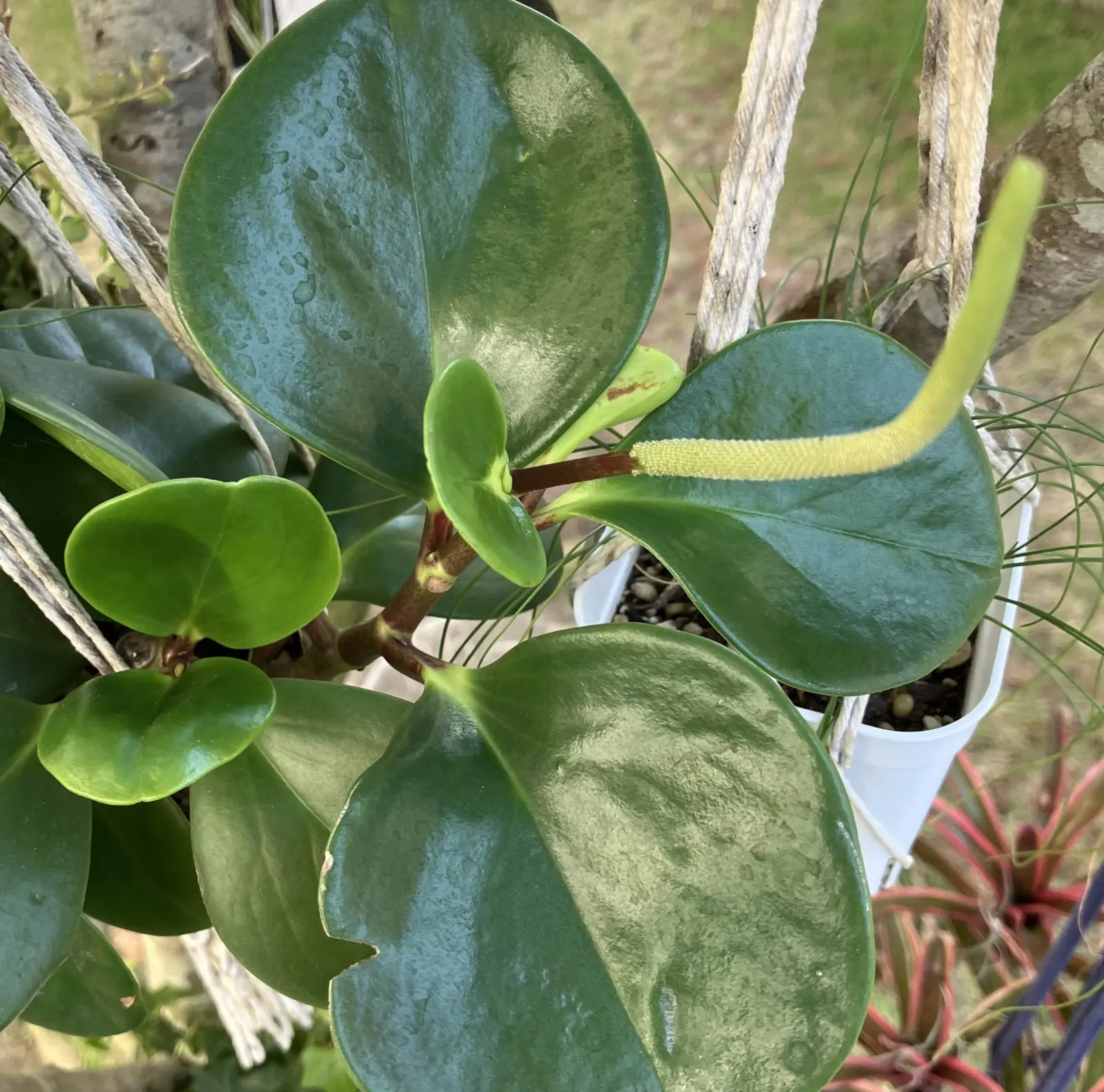 ペペロミア･オブツシフォリア　花