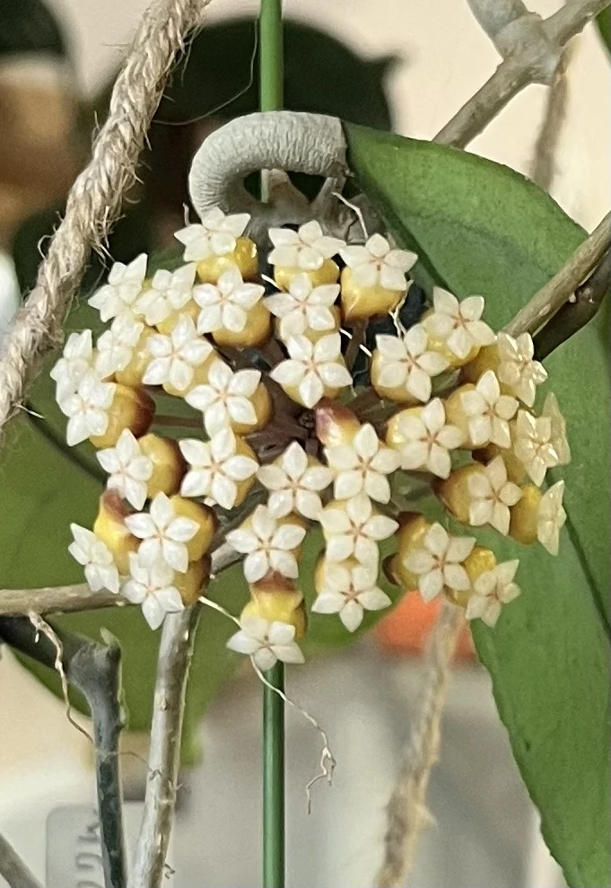 ホヤ　チキンファーム　花