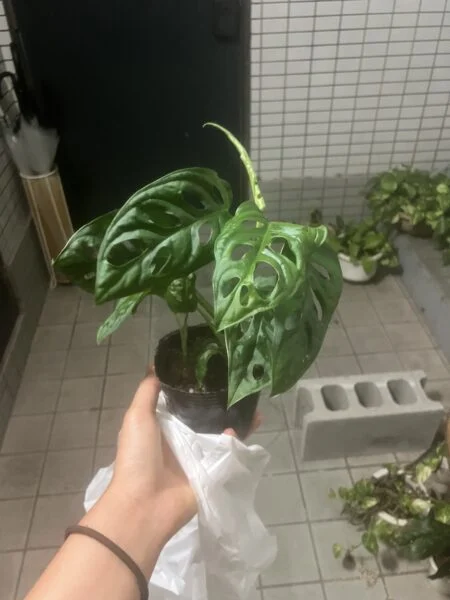 モンステラ　オブリクア