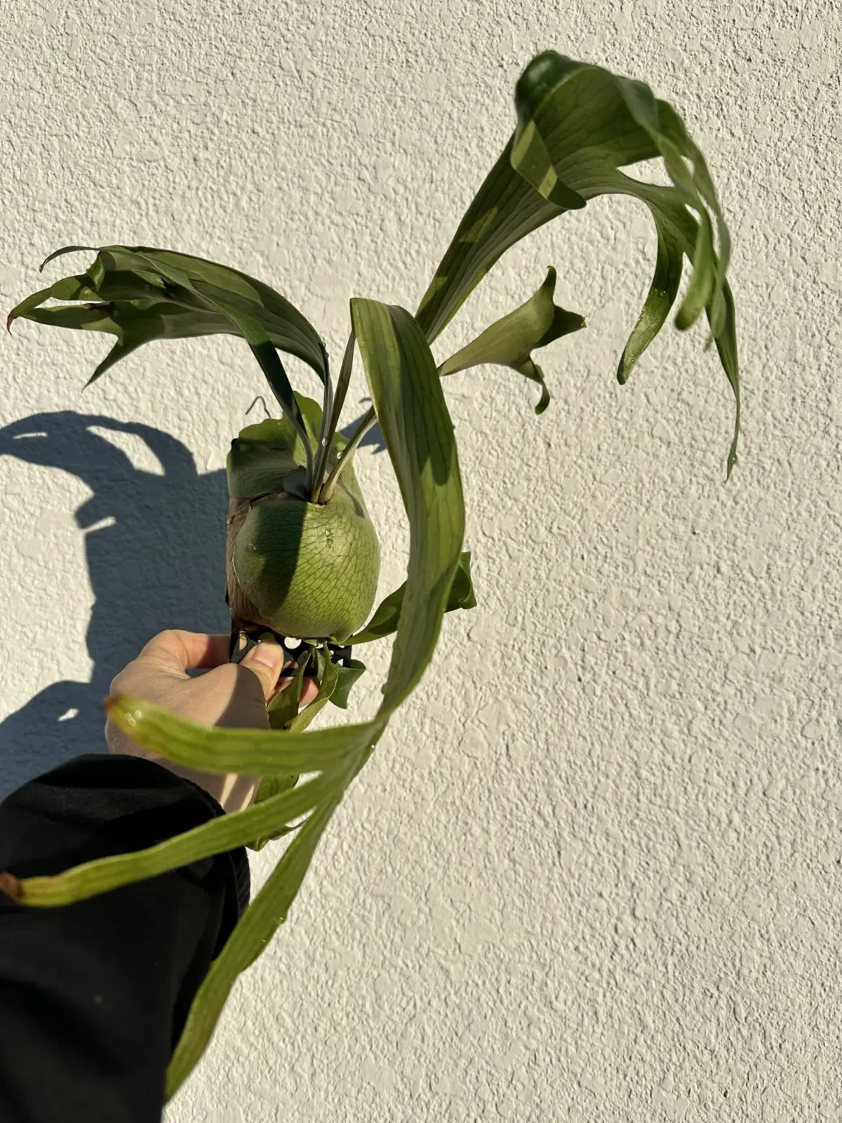 ビカクシダ プラティセリウム ヒリー プミラ