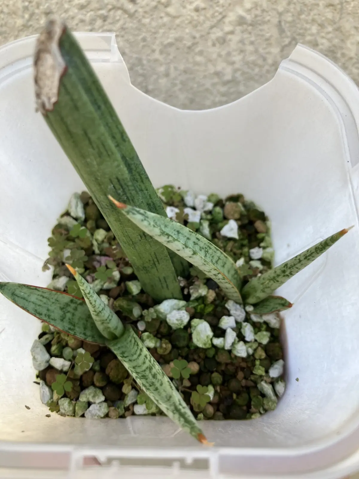 サンセベリア　グラシリス　　葉挿し