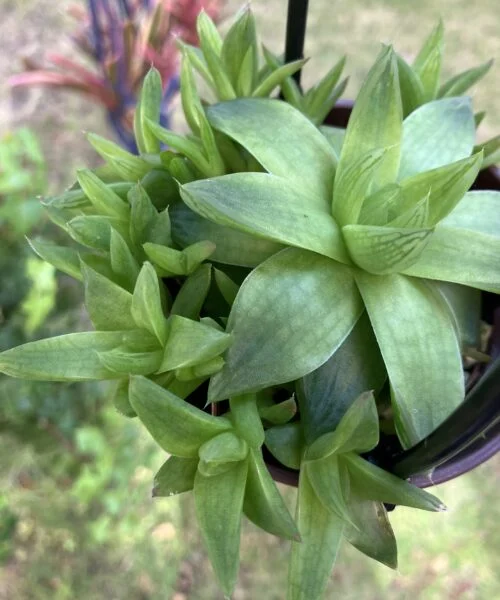 多肉植物　ハオルチア　シンビフォルミス　100均