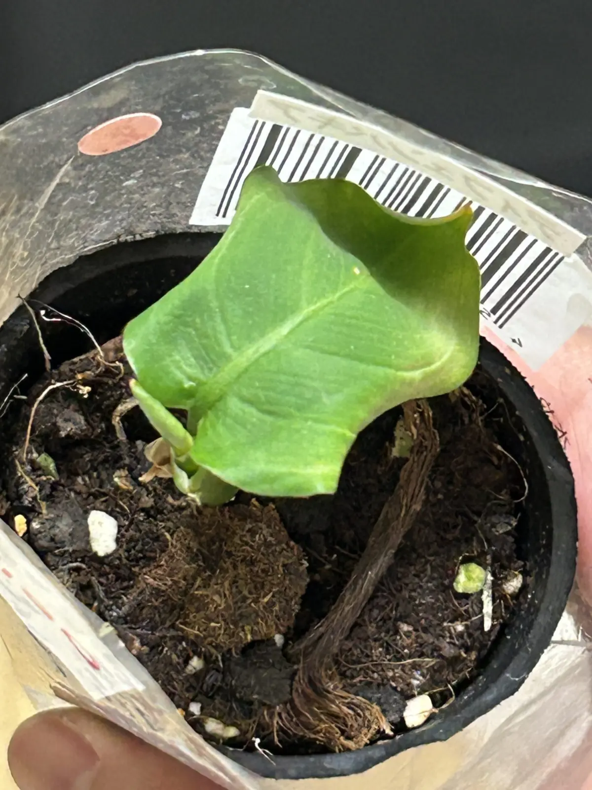 ディフェンバキア