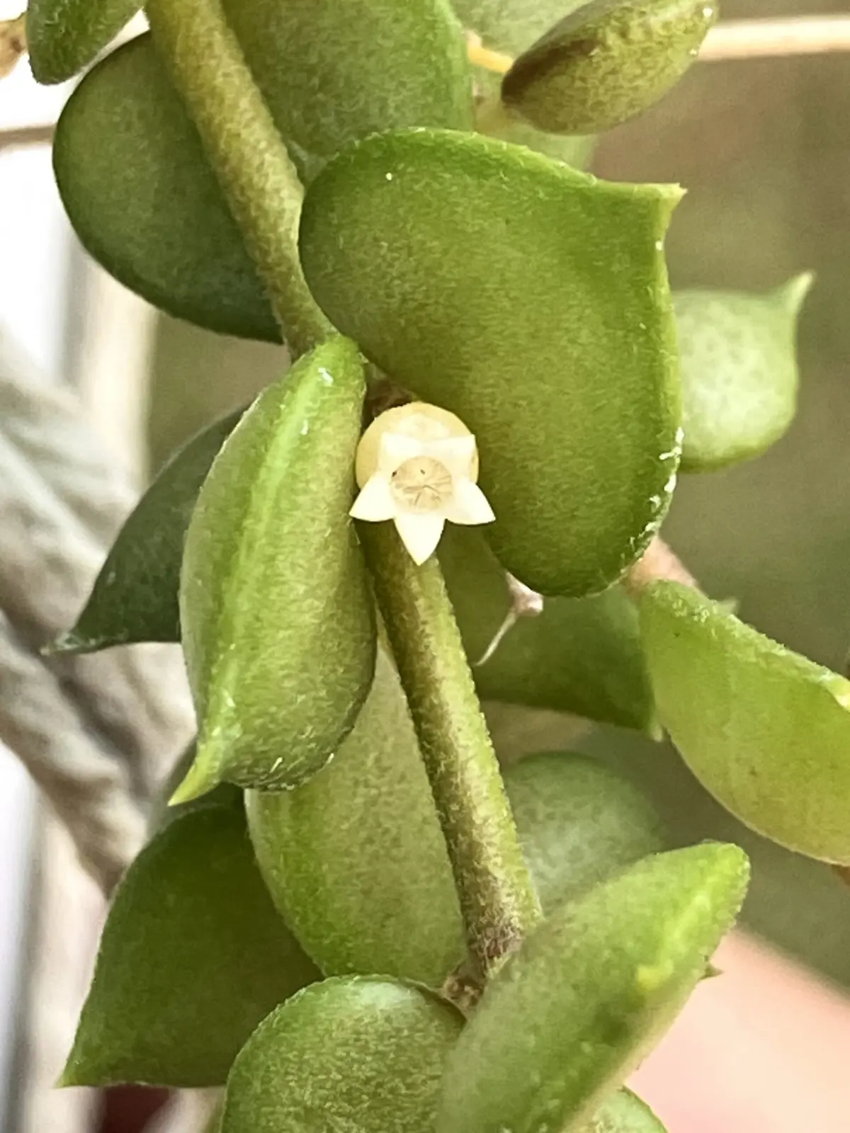 ディスキリア　ミリオンハート　花