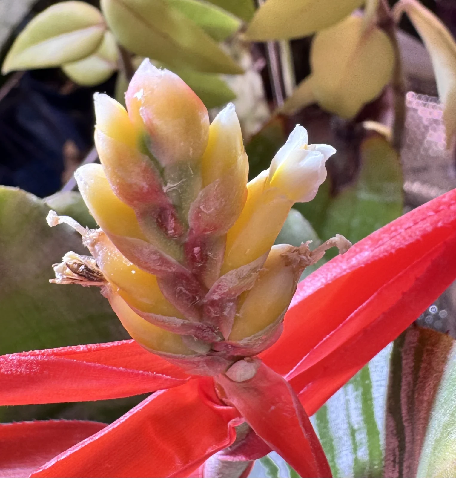 エクメア　チャンティニー　花