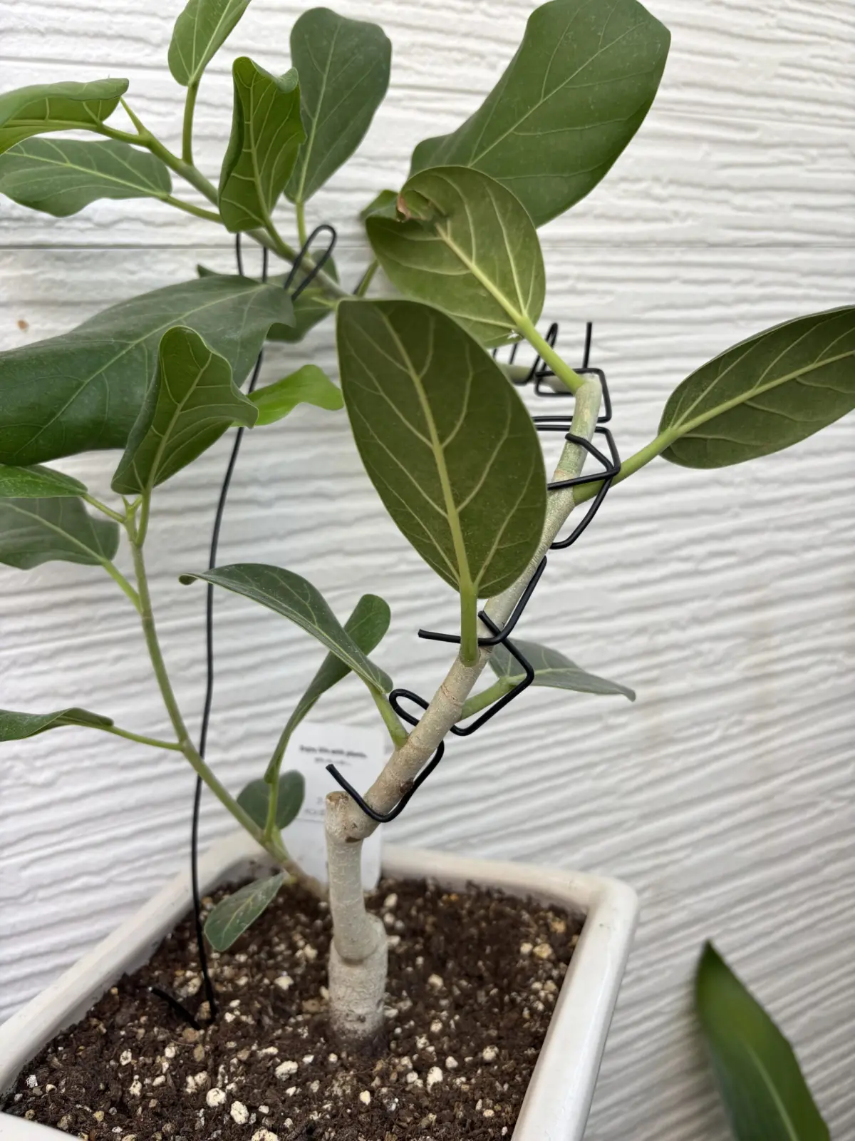 フィカス　ベンガレンシス