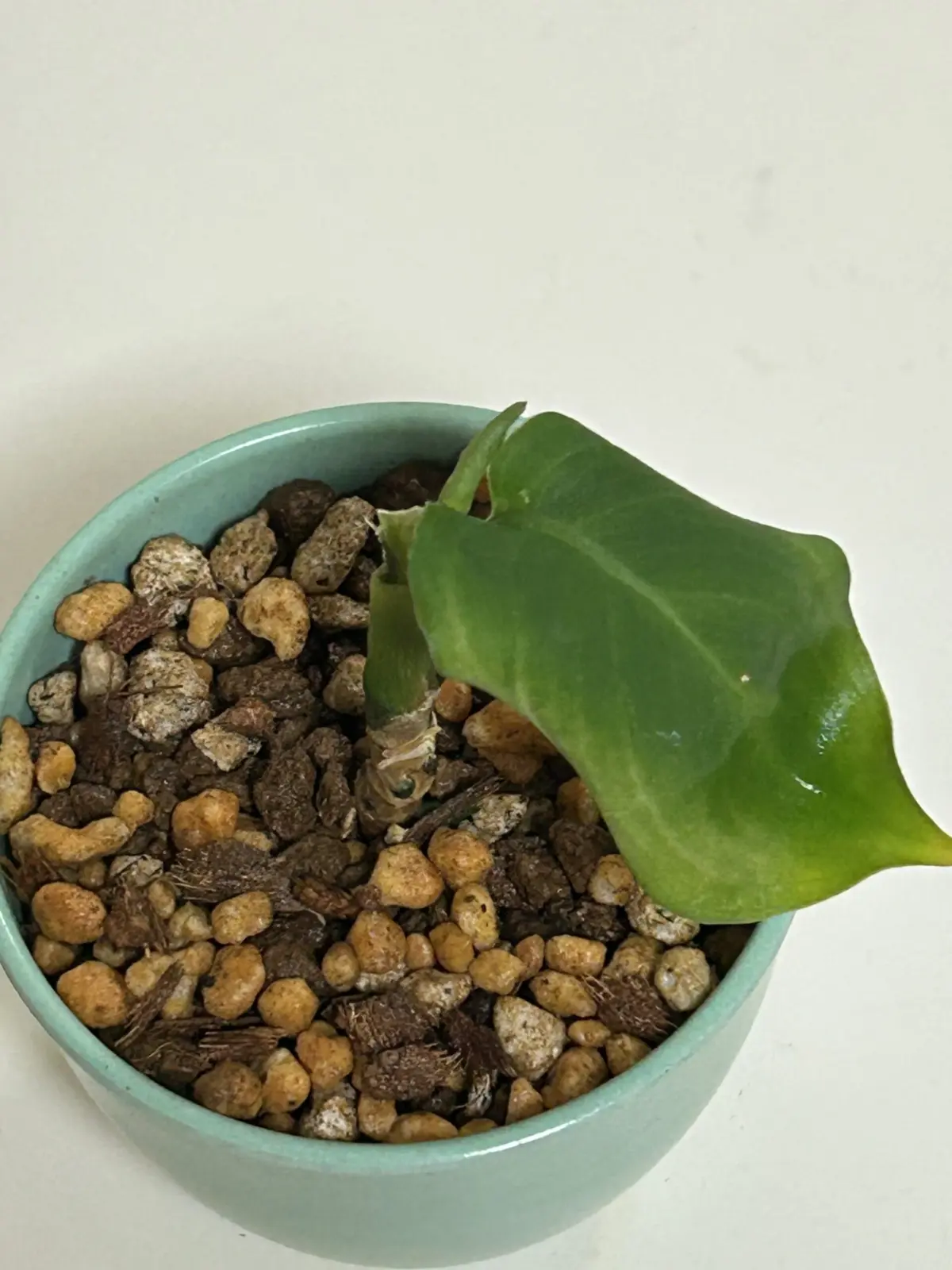 ディフェンバキア 100均 植え替え後