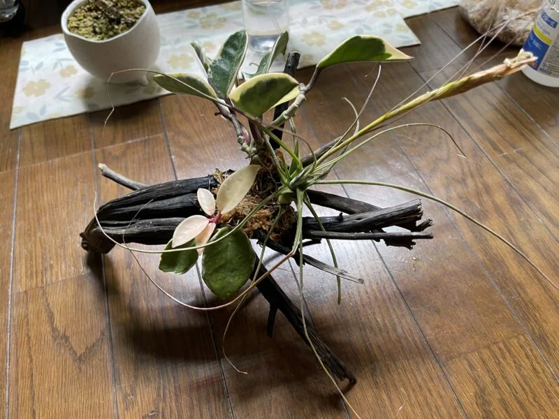 ホヤ カルノーサ斑入り