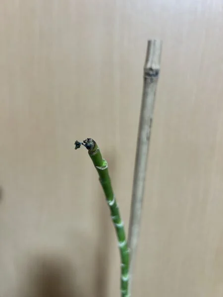 カポック