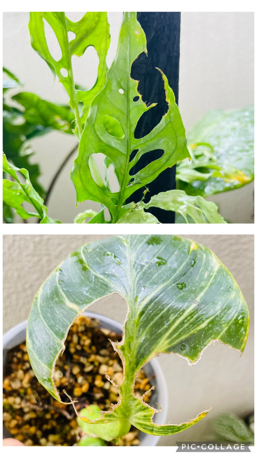 モンステラ オブリクア フィロデンドロン バーキン 害虫