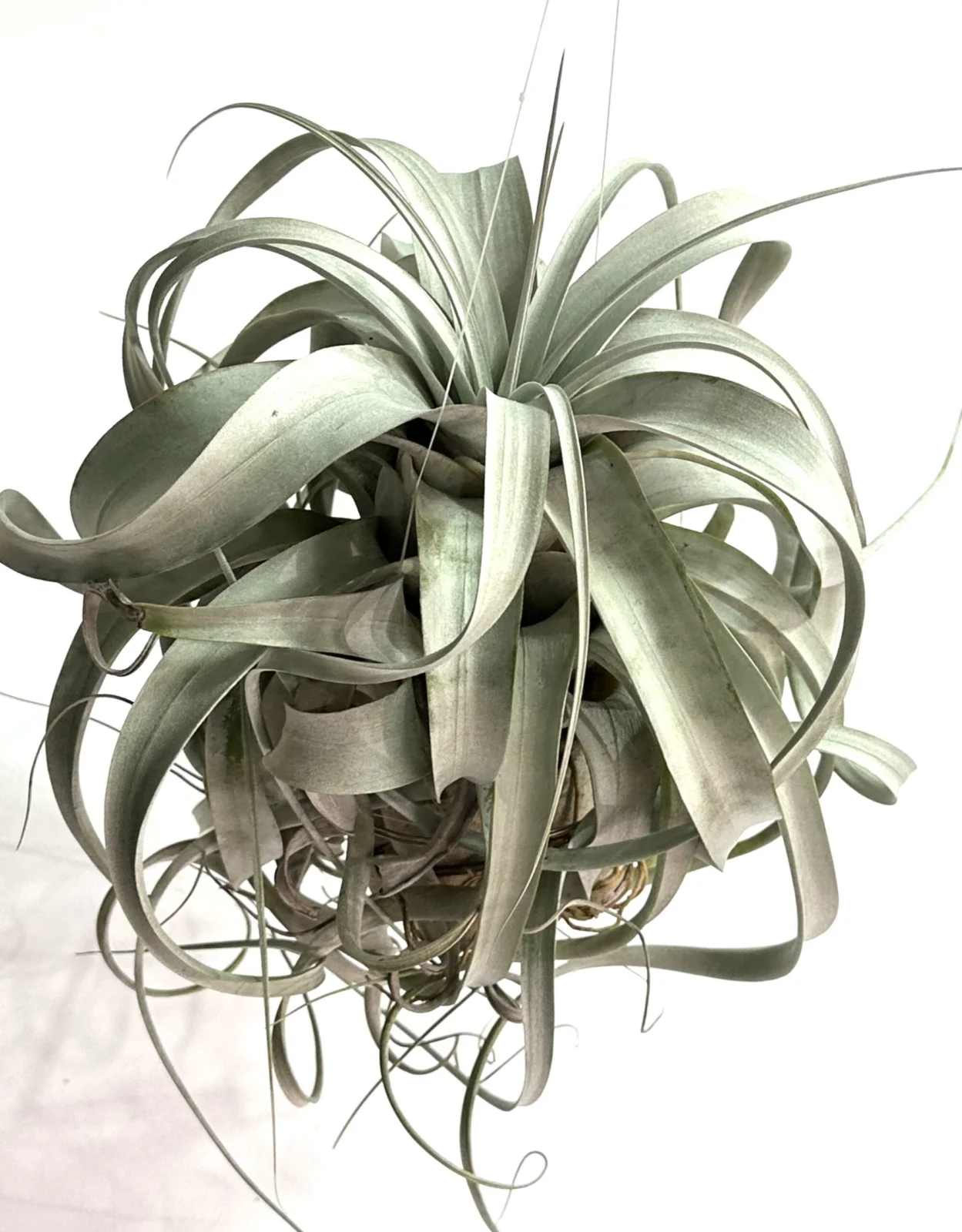 ティランジア キセログラフィカ