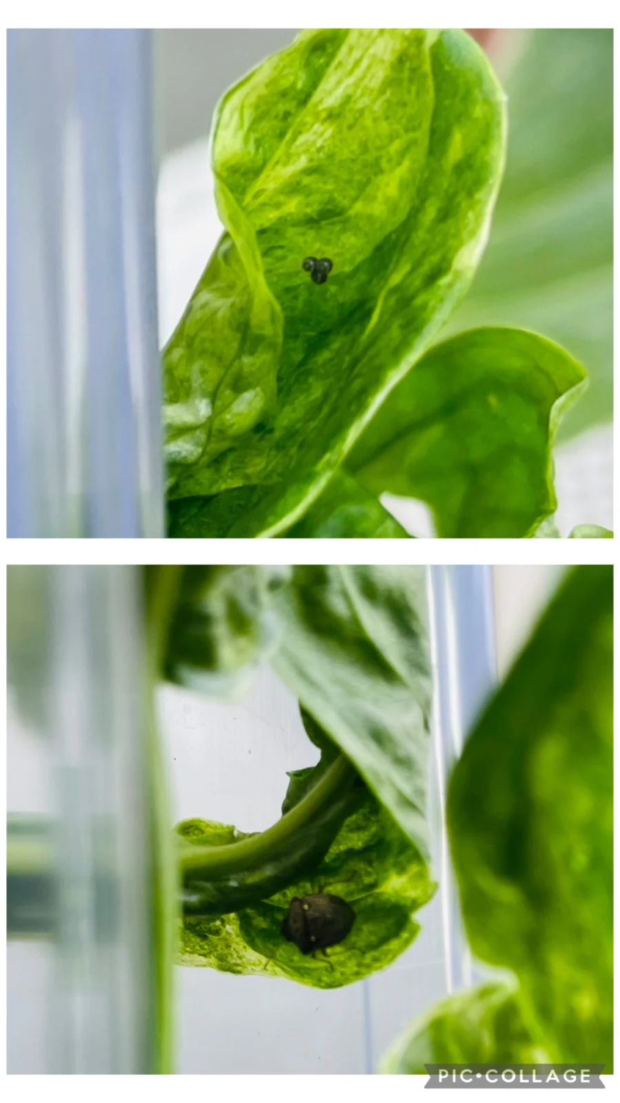 モンステラ アダンソニー モトルド ミント 害虫 カメムシ