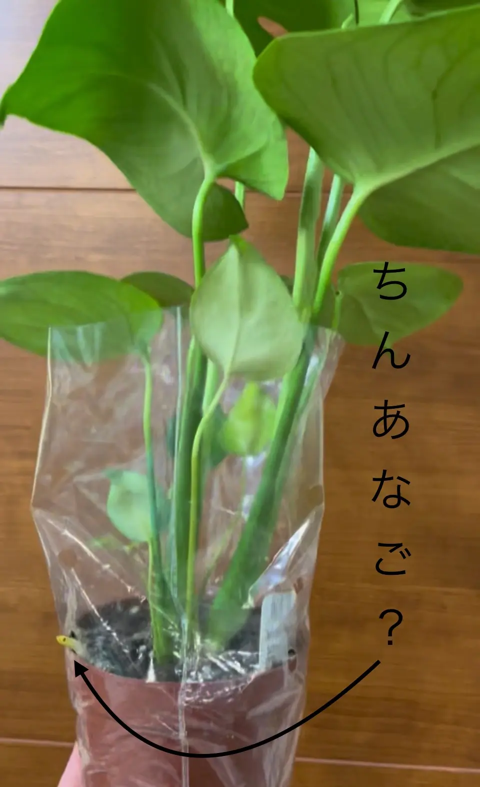 モンステラ　100均　気根　根　チンアナゴみたい