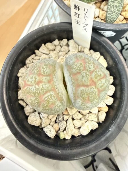 リトープス 鮮紅玉