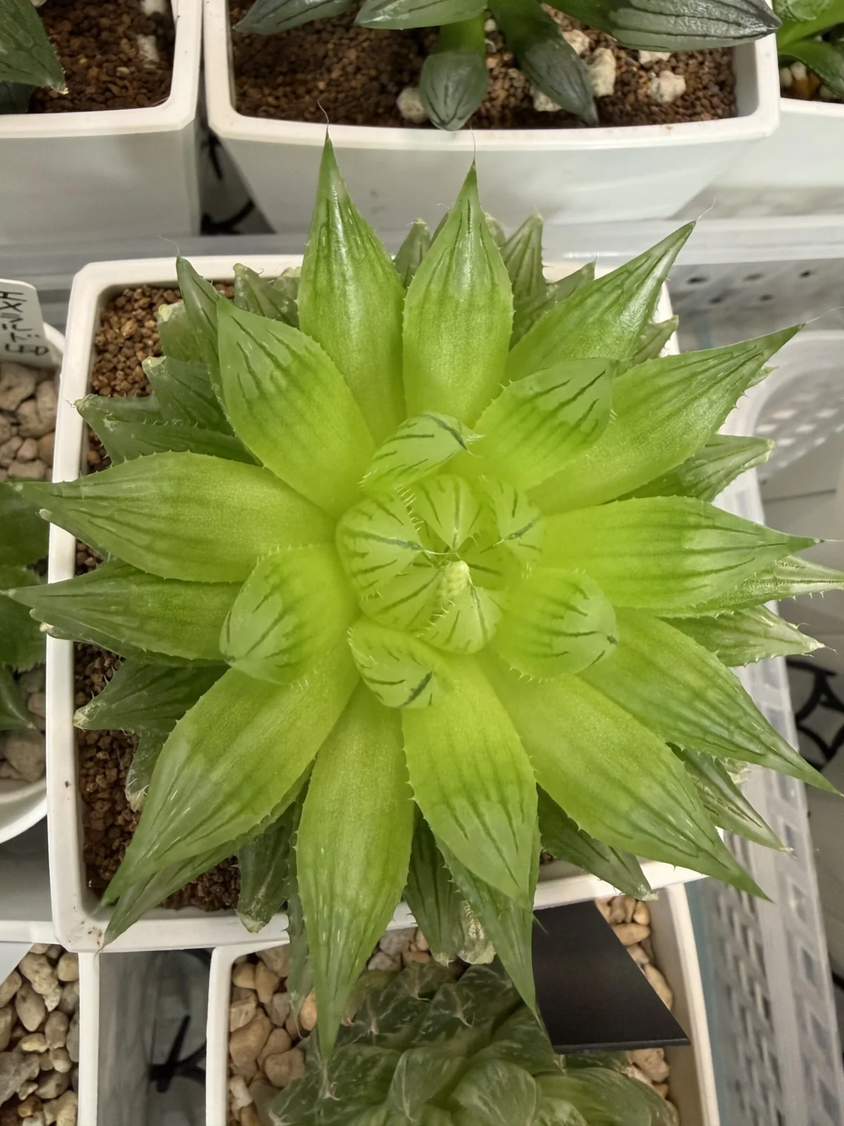 ハオルチア 桜水晶