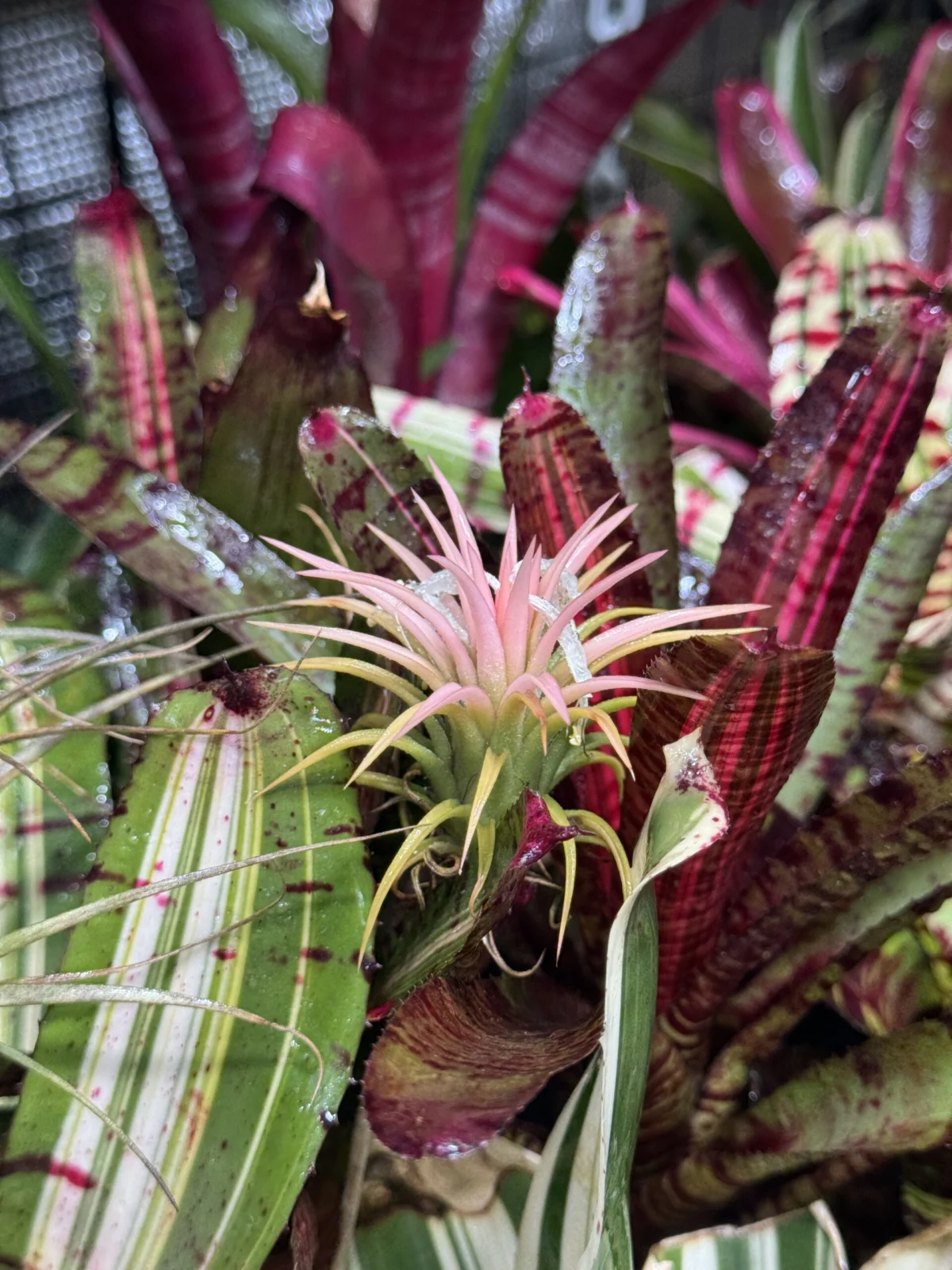 ティランジア　イオナンタ ドゥルイド　？