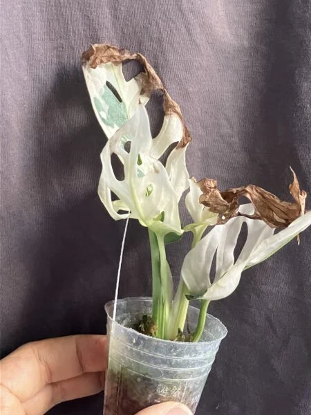 モンステラ アダンソニー 斑入り