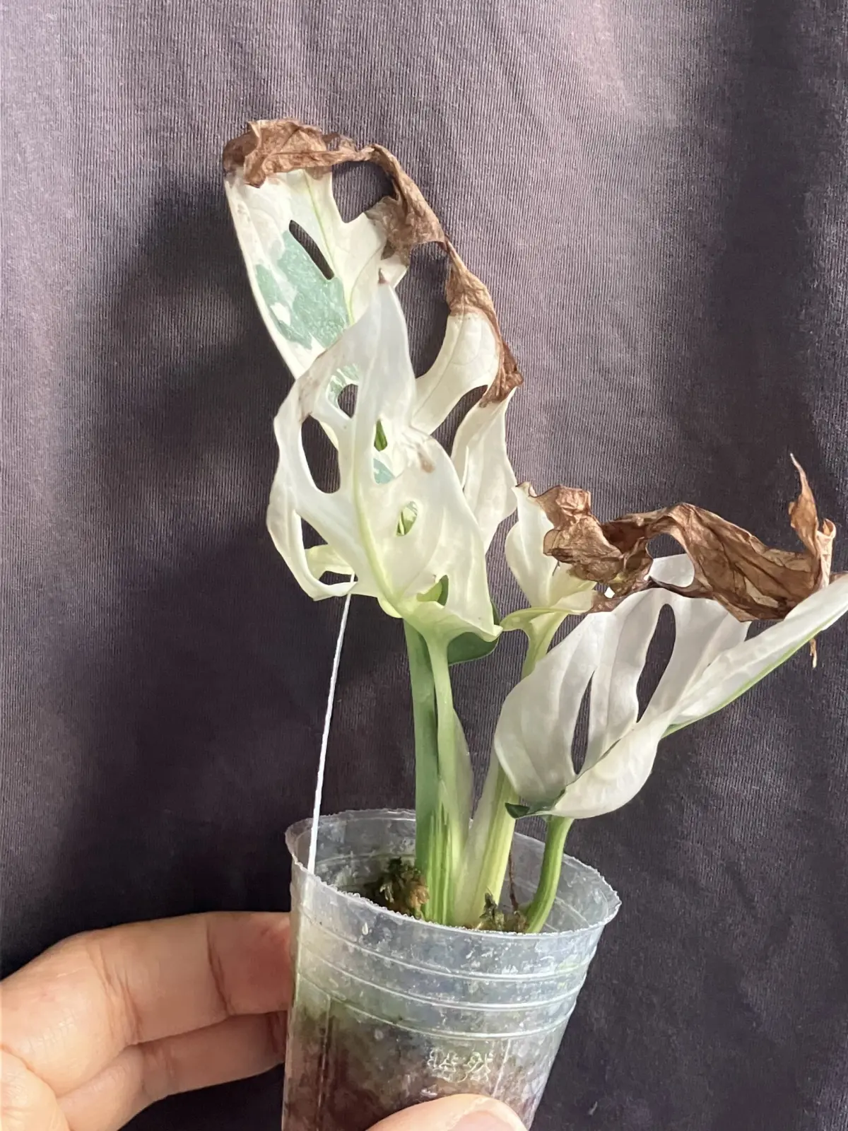 モンステラ　アダンソニー　斑入り