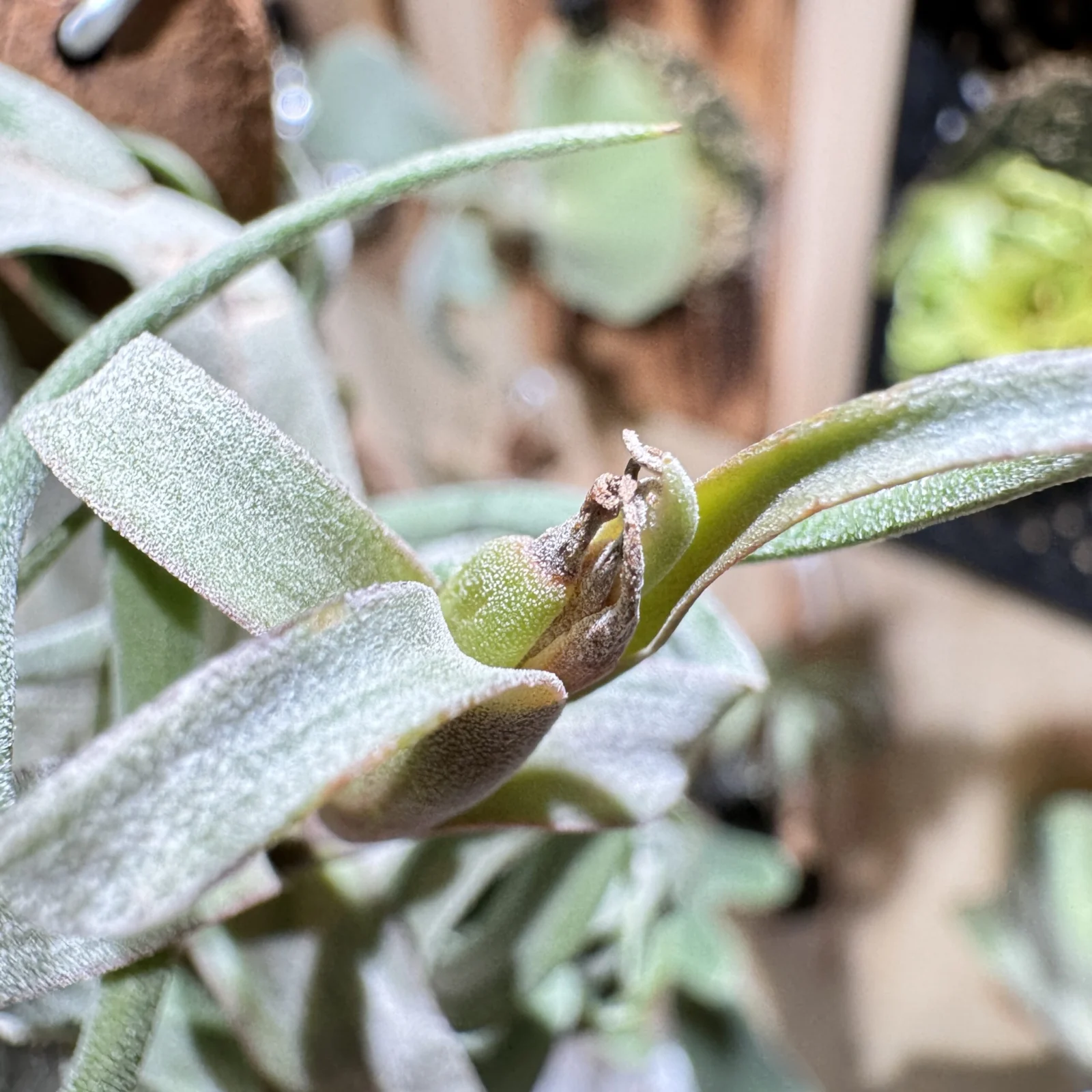 ストレプトフィラ