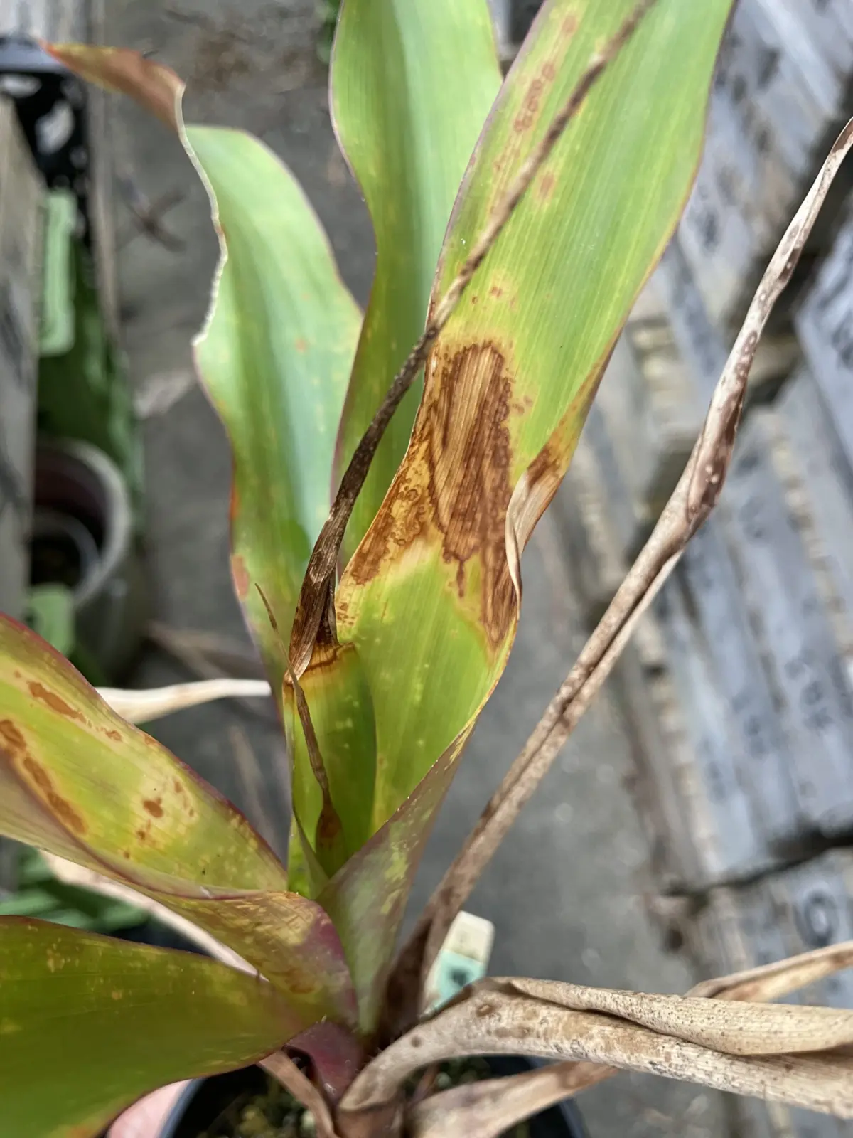 ピトカイルニア　バールマルクシー