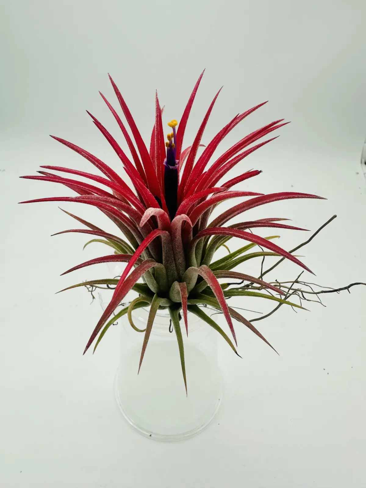 ティランジア イオナンタ カーリージャイアント