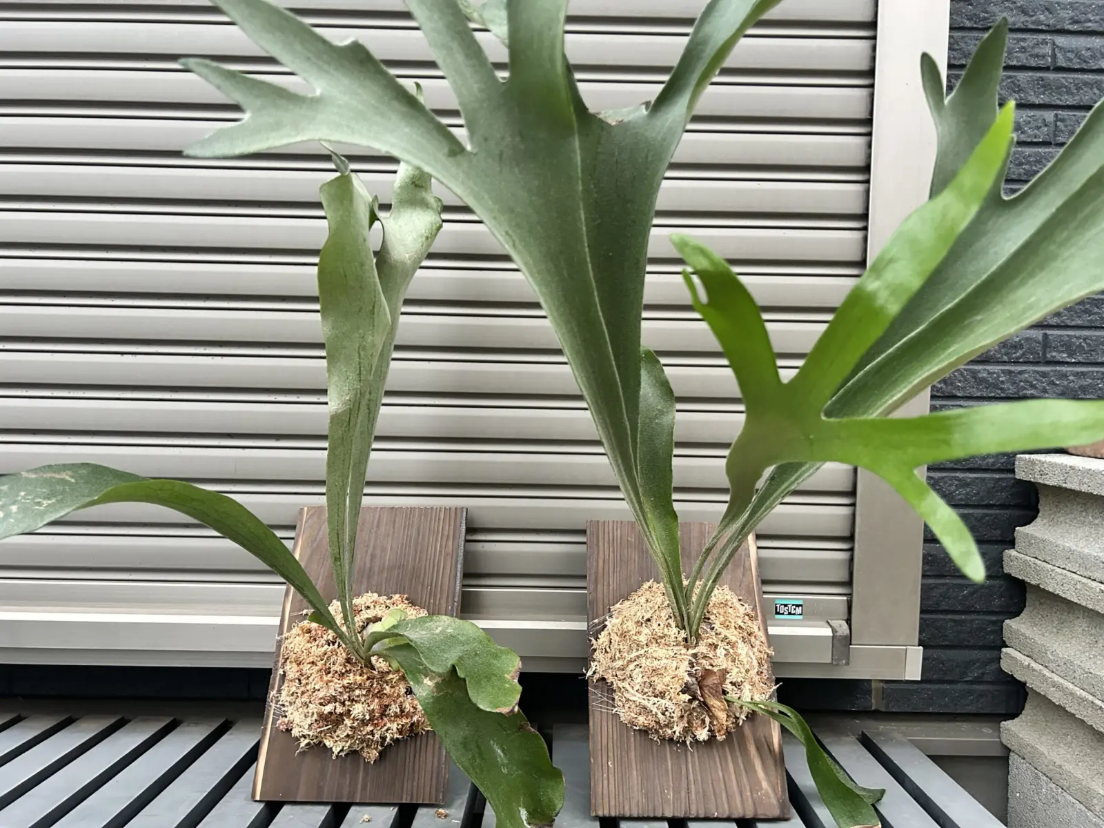 ビカクシダ/札落ち