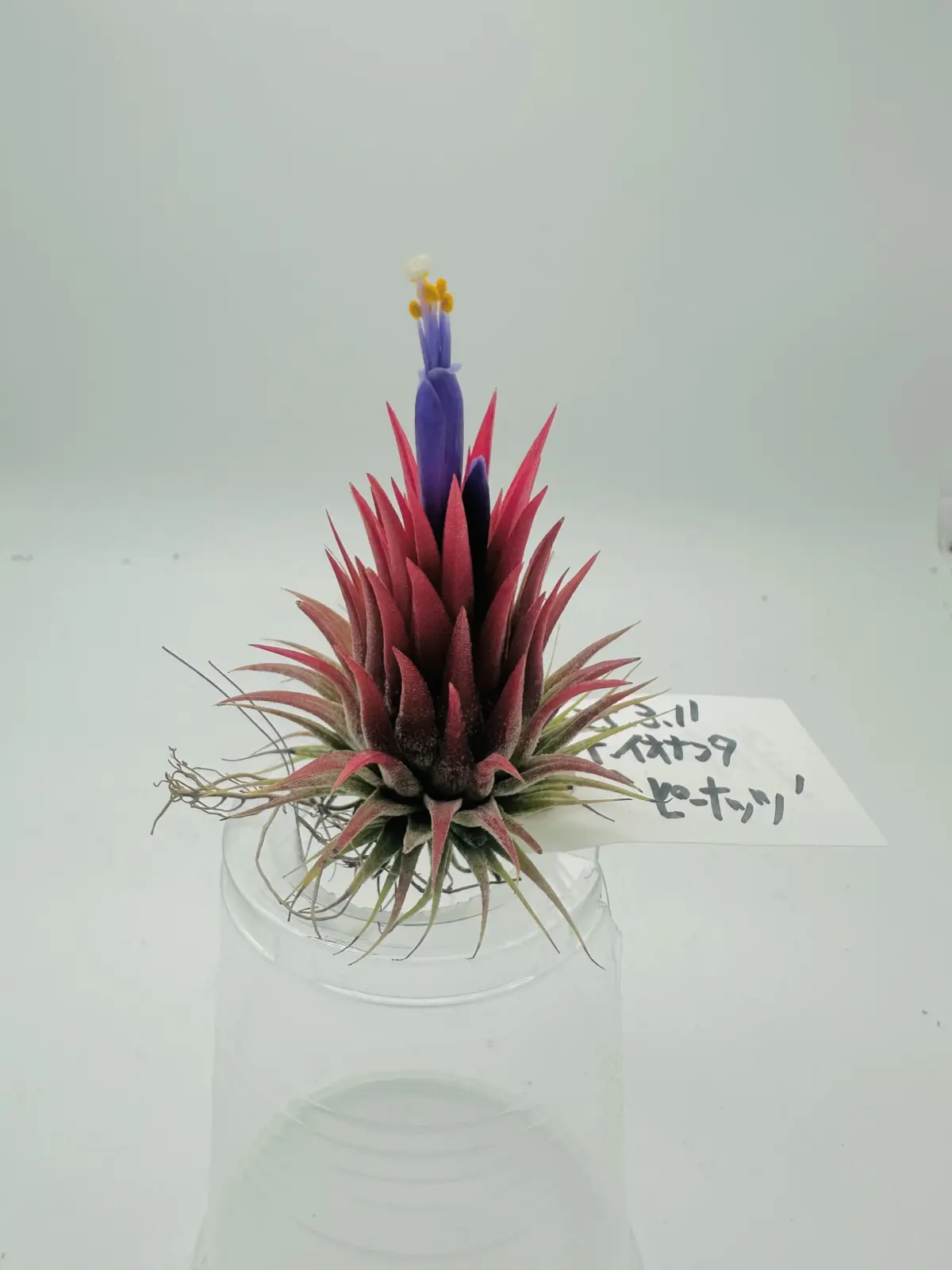 ティランジア イオナンタ ピーナッツ