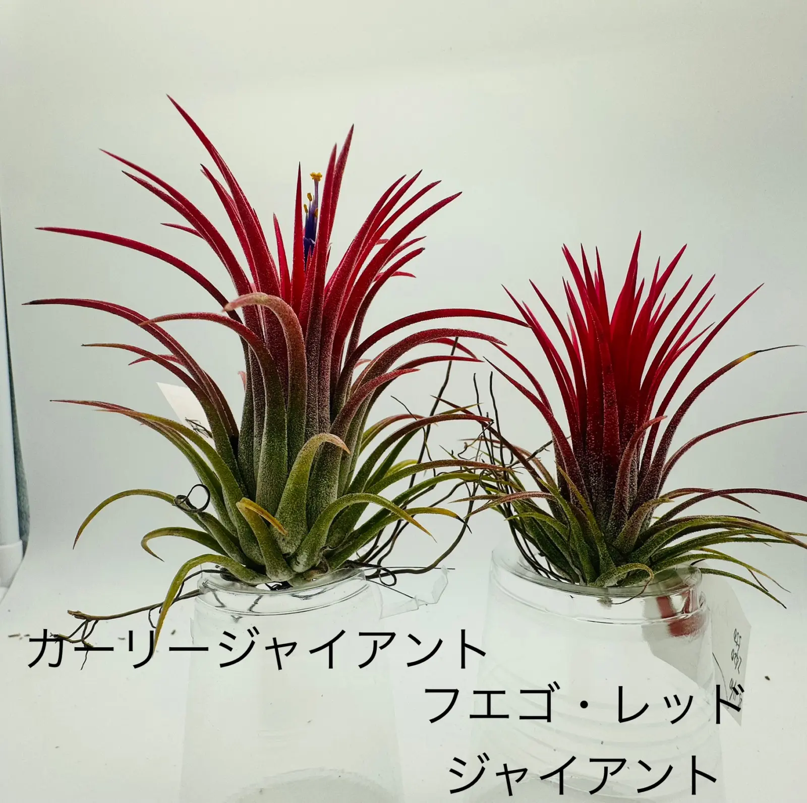 ティランジア イオナンタ カーリージャイアント フエゴ・レッド・ジャイアント 比較