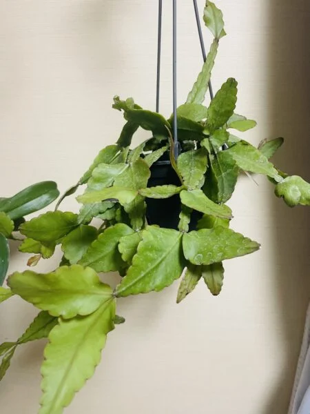 リプサリス エリプティカ