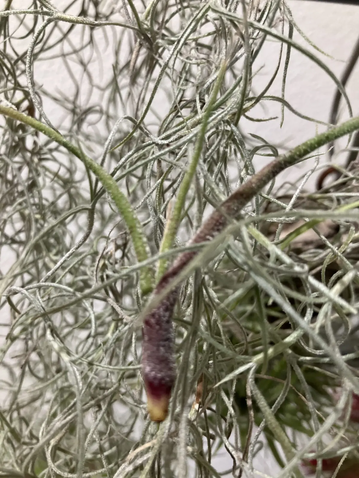 ティランジア　札落ち