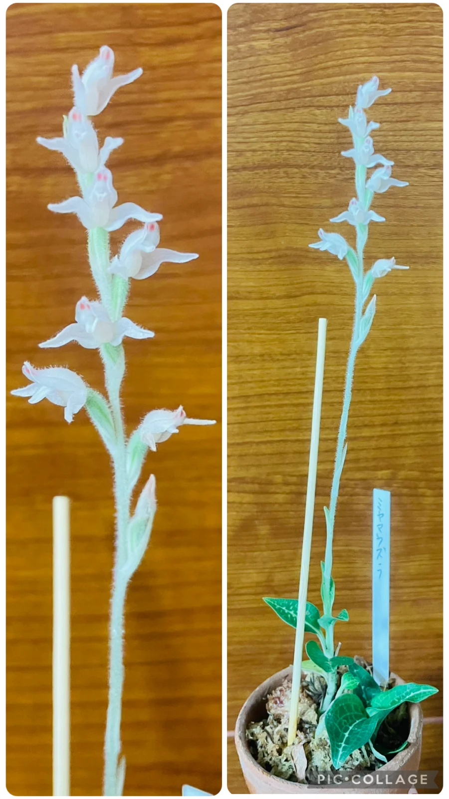 ミヤマウズラ　花