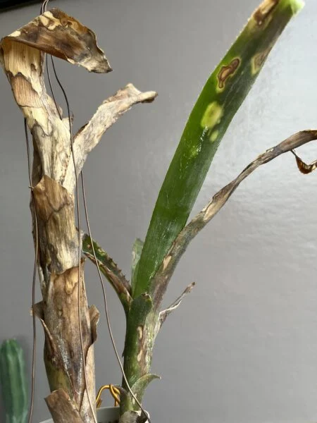 ビルベルギア フラアウワナ 病気か葉焼けか
