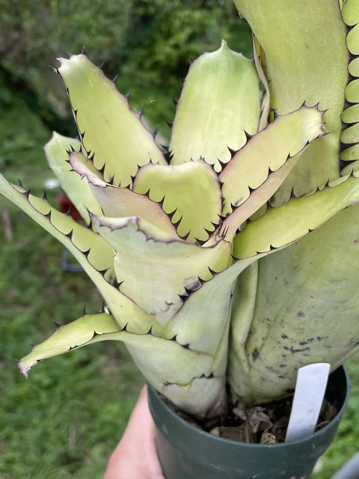 ビルベルギア　サンデリアナ