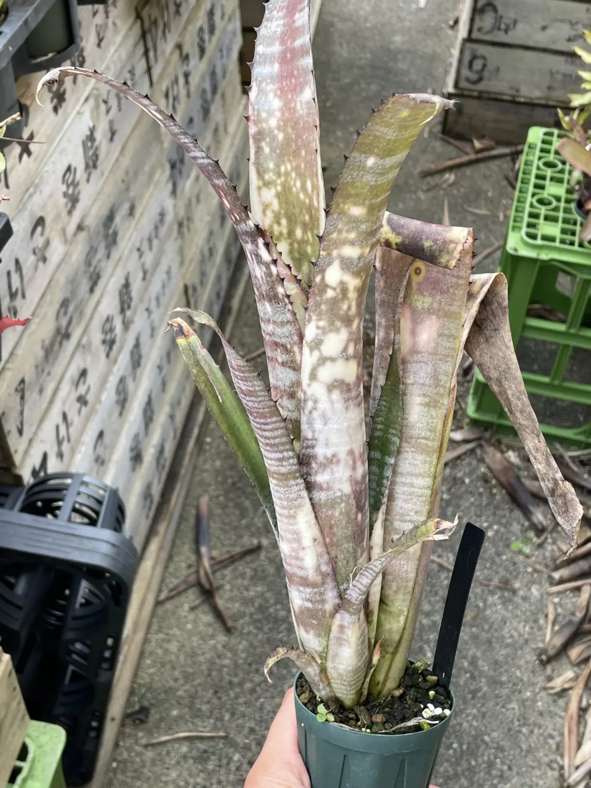 ビルベルギア　パイプライン