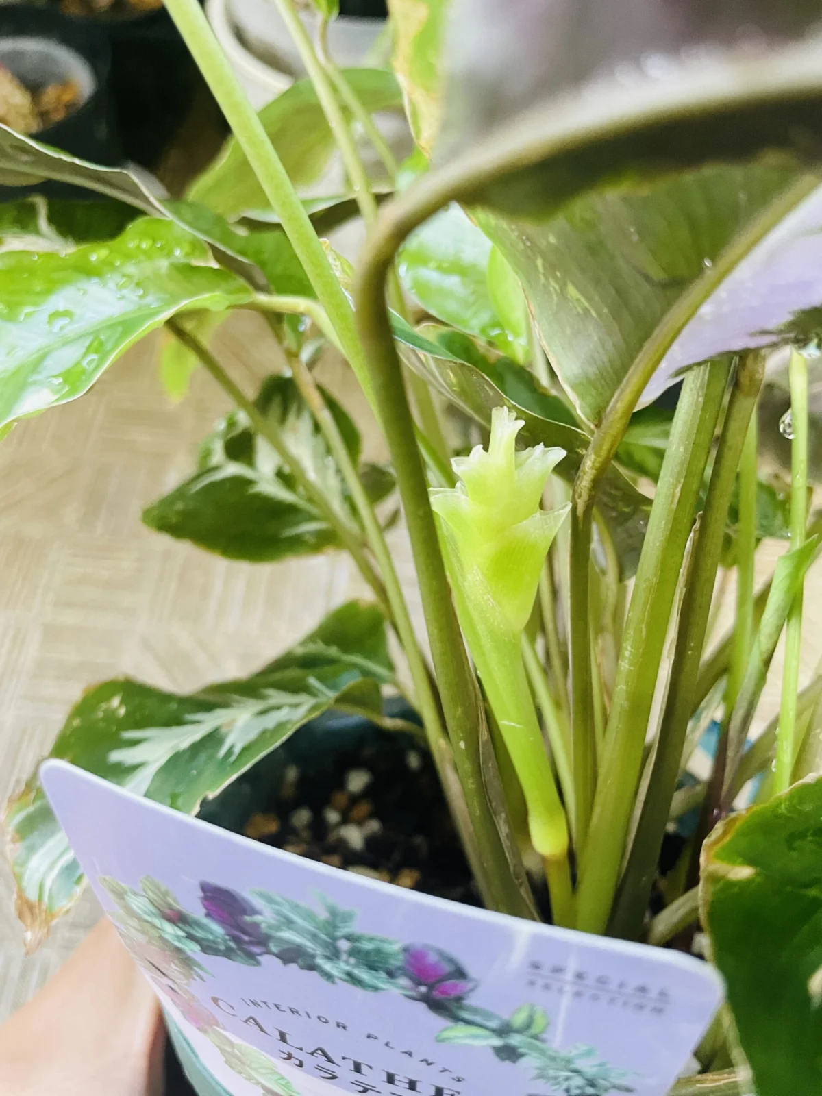 カラテア　ホワイトヒュージョン　花芽？