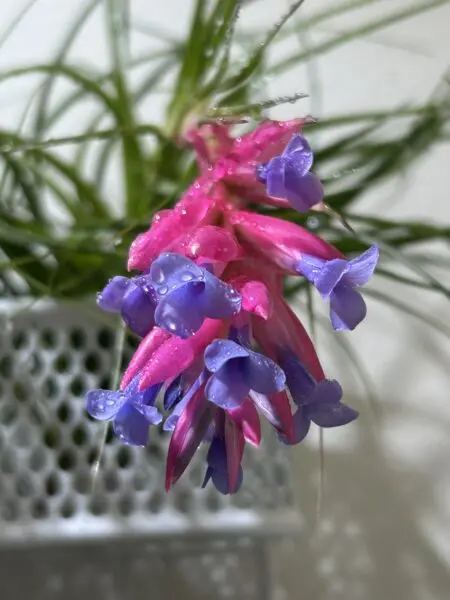 ティランジア　メテオーロロサ　花